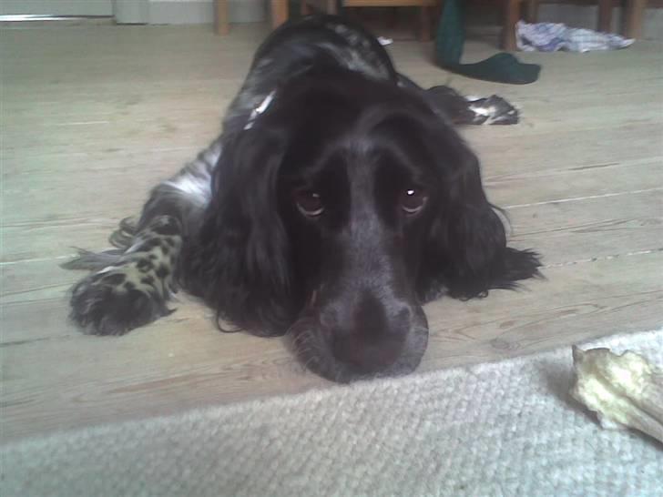 Cocker spaniel Yasmin *SOLGT* - slapper lige helt af, efter en lang gå-tur billede 16