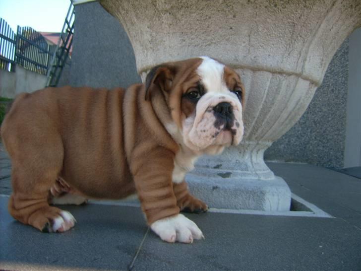 Engelsk bulldog Jones billede 6