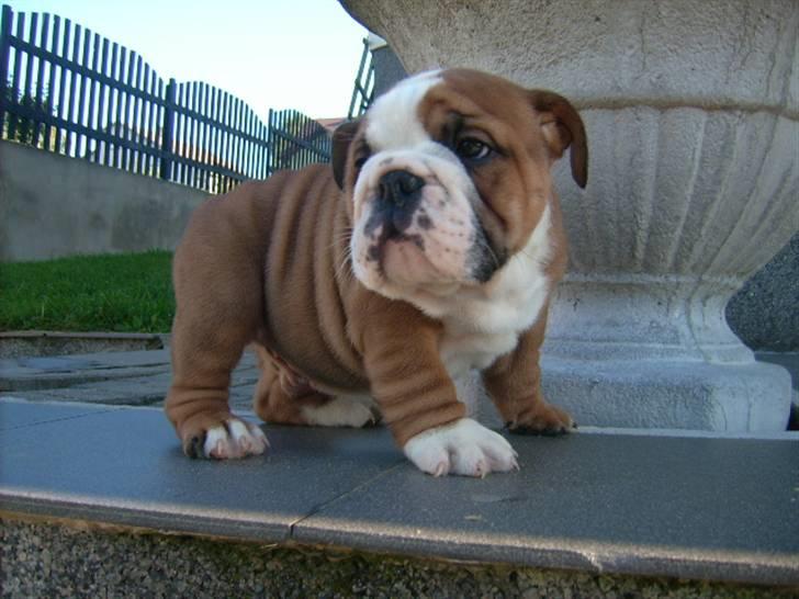 Engelsk bulldog Jones billede 7