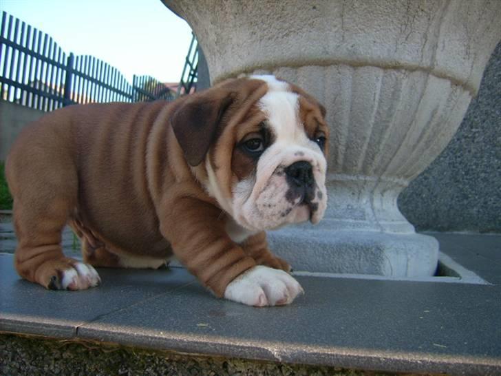 Engelsk bulldog Jones billede 8