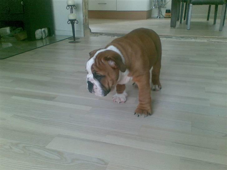 Engelsk bulldog Jones billede 9