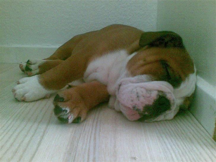 Engelsk bulldog Jones billede 10