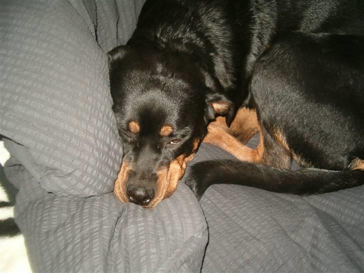 Rottweiler Nanna - Aaaah:O billede 6