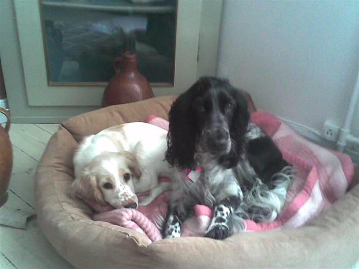 Cocker spaniel Yasmin *SOLGT* - hygger lige i kurven med min lillesøster billede 17