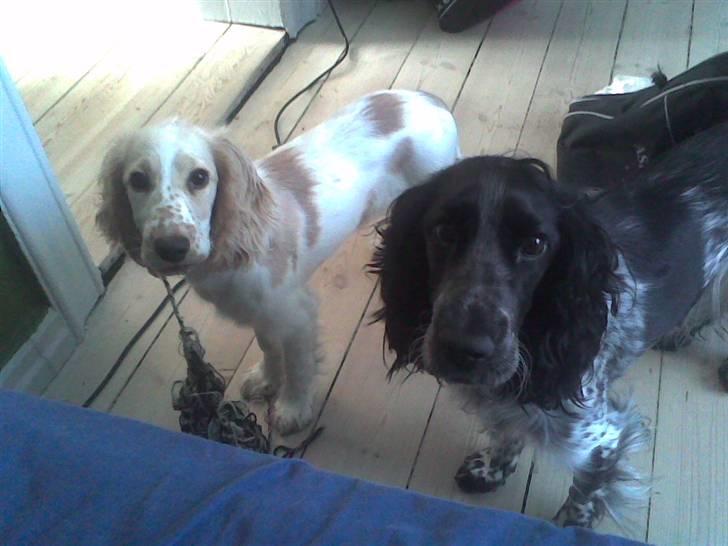 Cocker spaniel Yasmin *SOLGT* - vi er da ikke til at stå for -er vi? billede 18