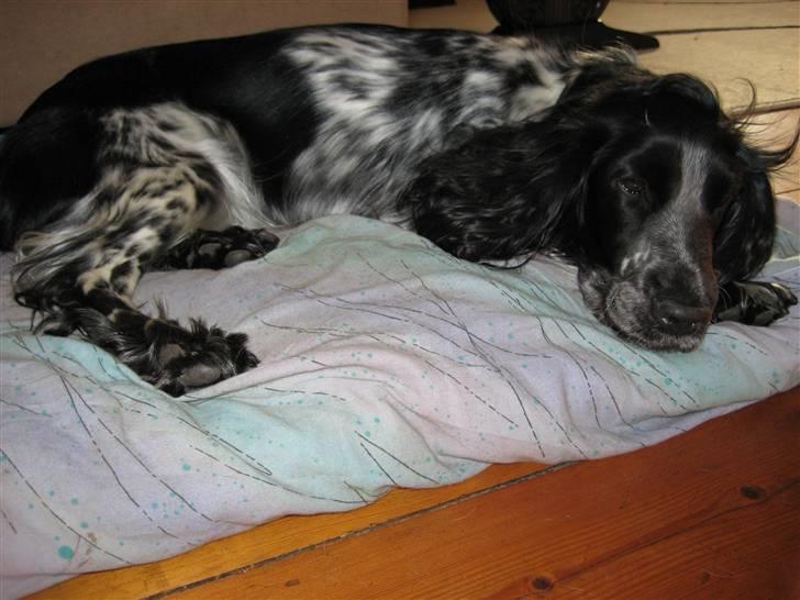 Cocker spaniel Yasmin *SOLGT* - Her ligger man godt. billede 19