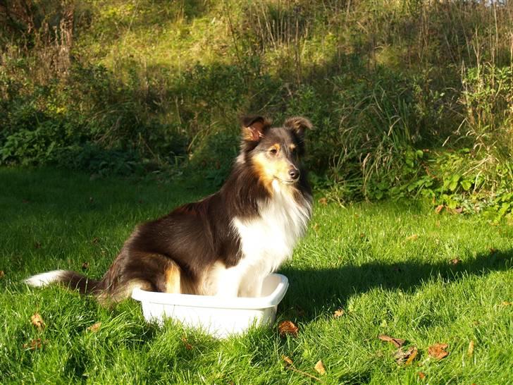 Shetland sheepdog Angel - R.I.P - Angel har lært at gå op i en vaskealje og sætte sig billede 7