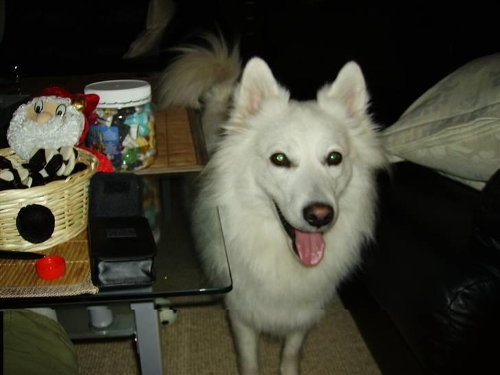 Dansk Spids Mickey "død" - Hej mor. jeg vil gerne ud og tisse nu, kan du ikke se at jeg har vand i øjnene. billede 1