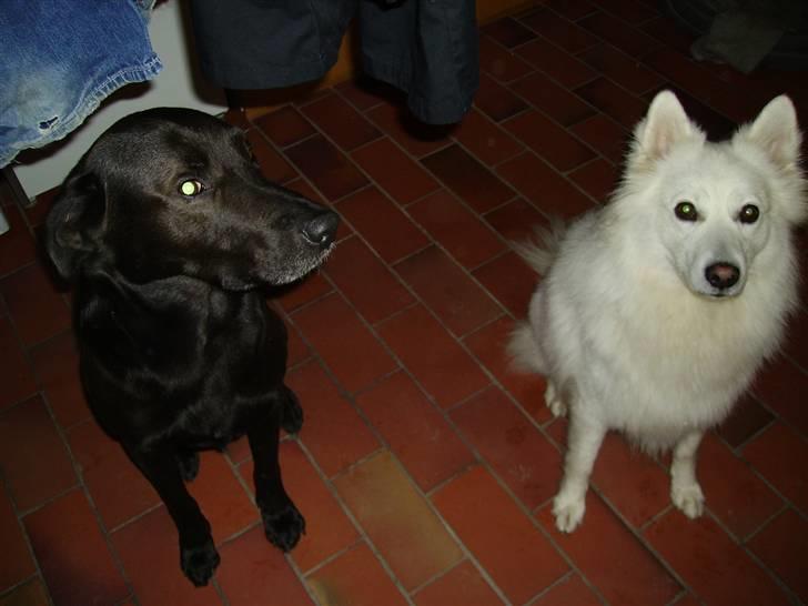 Dansk Spids Mickey "død" - Sig hej til min storebror. Albert. billede 2