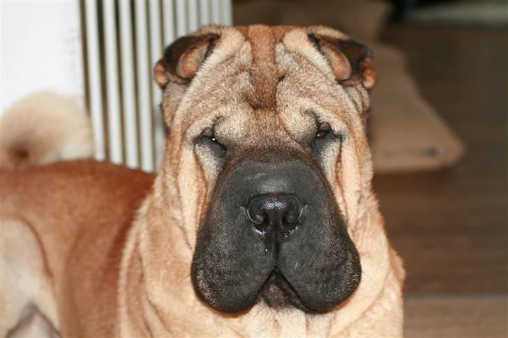 Shar pei Spike billede 2