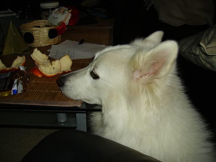 Dansk Spids Mickey "død" - Jeg synes, at jeg kan lugte noget lige fremad min næse. billede 3