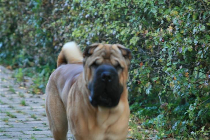 Shar pei Spike - Nu har Spike været i DK 30dage.. er faldet meget godt til i flokken..  billede 3