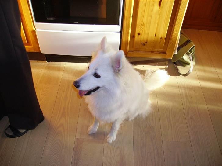 Dansk Spids Mickey "død" - hvorfor er det lige at bedstemor ikke taber noget?????? billede 4