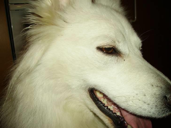 Dansk Spids Mickey "død" - Ja, jeg er træt efter at være ude og spinge agility. Mor er også lidt tæt på med det kamera. billede 5