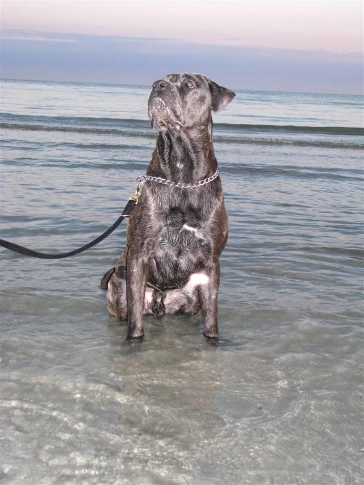 Cane corso  - DIABLO - R.I.P - På stranden med lillebror... billede 6