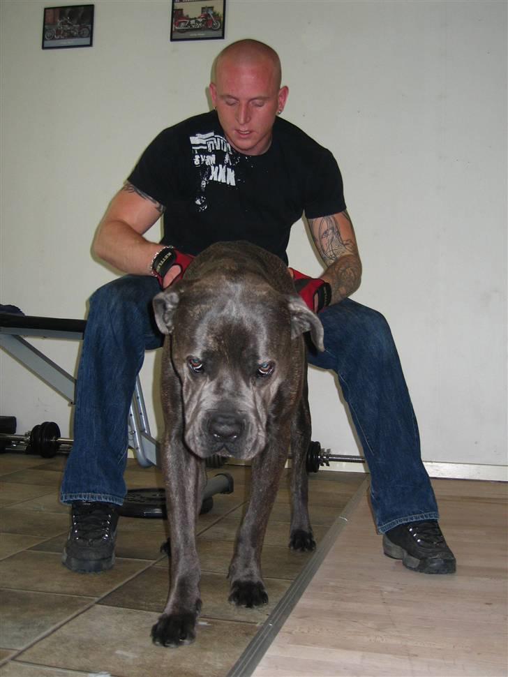 Cane corso  - DIABLO - R.I.P - Træner med far!! billede 7