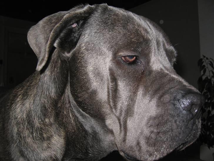 Cane corso  - DIABLO - R.I.P - Er jeg smuk i profil.. billede 8