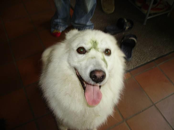 Dansk Spids Mickey "død" - ikke nemt at være hvid hund :-) billede 6