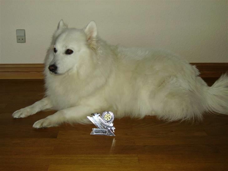 Dansk Spids Mickey "død" - min første pokal..vof billede 7