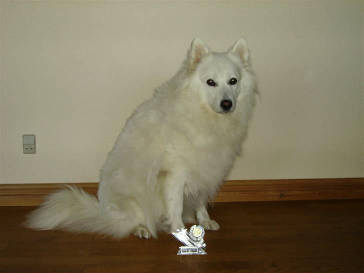 Dansk Spids Mickey "død" billede 8