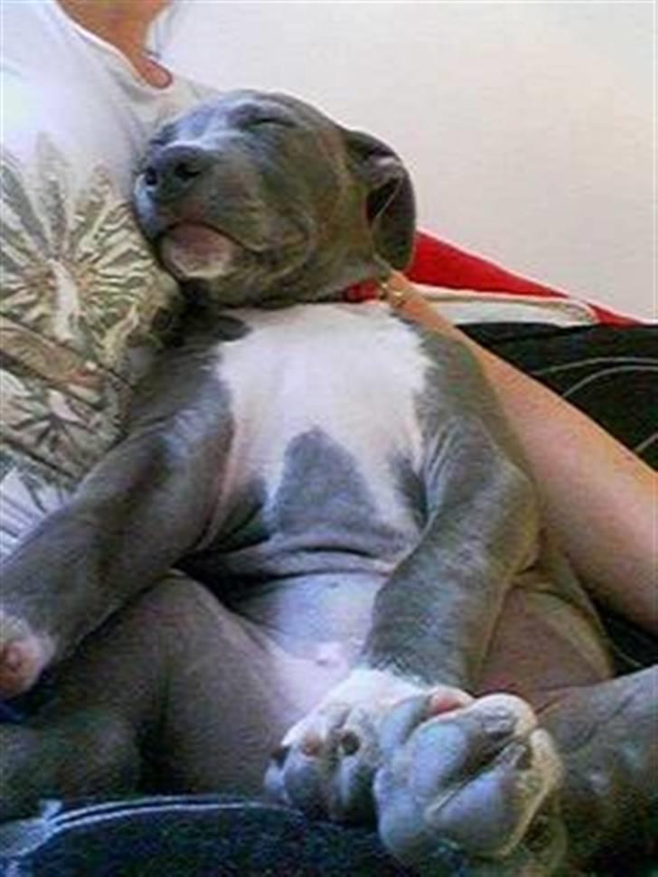 Amerikansk staffordshire terrier Alou billede 1