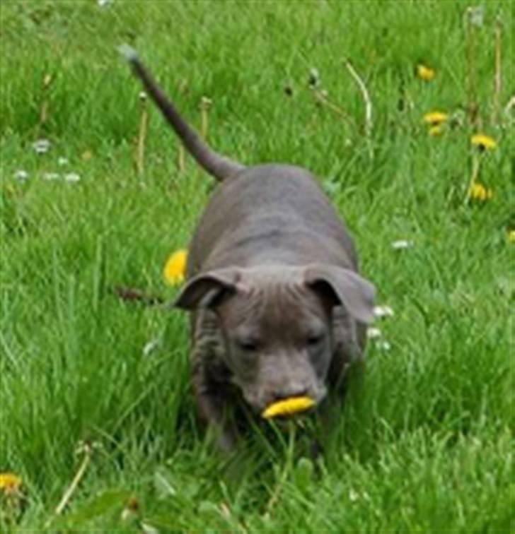 Amerikansk staffordshire terrier Alou - Mmmm.... dufter godt... billede 2