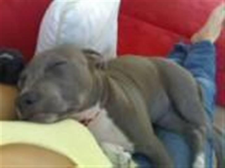 Amerikansk staffordshire terrier Alou - Aaaah - her putter man godt.. billede 3