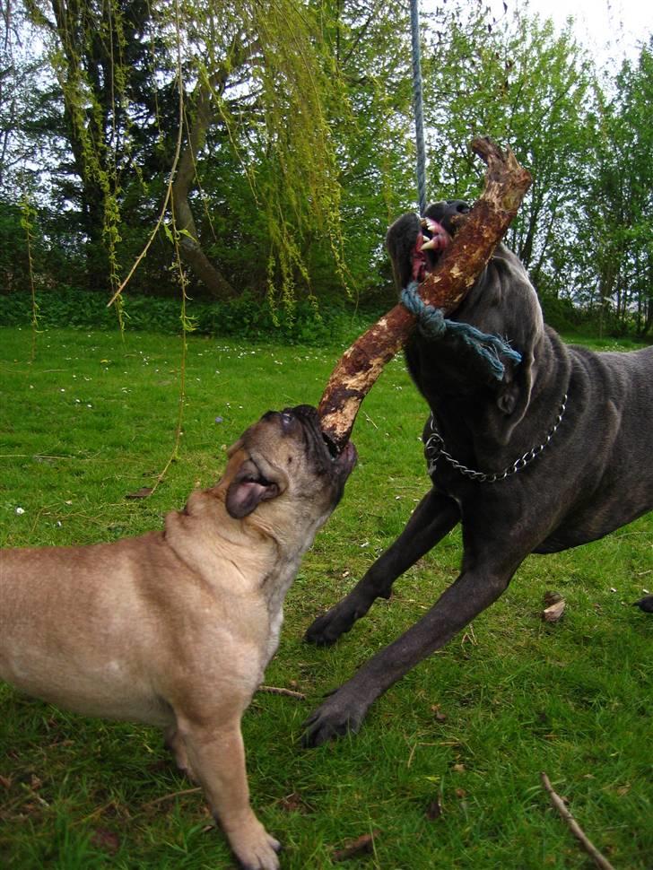 Cane corso  - DIABLO - R.I.P - Se mig!!!! billede 10