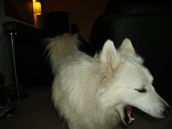 Dansk Spids Mickey "død" - gaaab, bliver godt med en lille lur på 1 time eller 4 billede 9