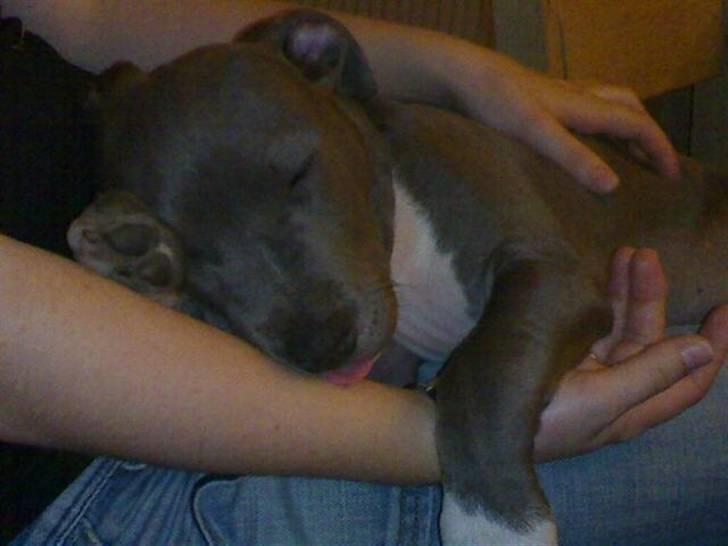 Amerikansk staffordshire terrier Alou billede 4