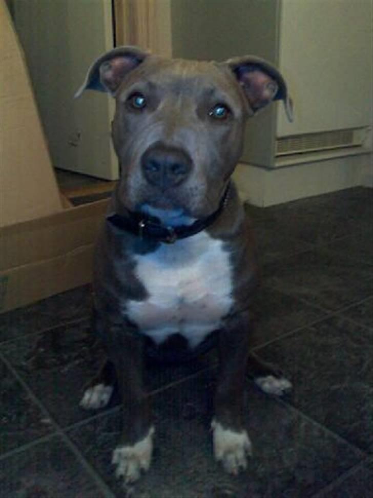 Amerikansk staffordshire terrier Alou - Yep - jeg ved det - bare kald mig Tyra Banks :o) billede 5