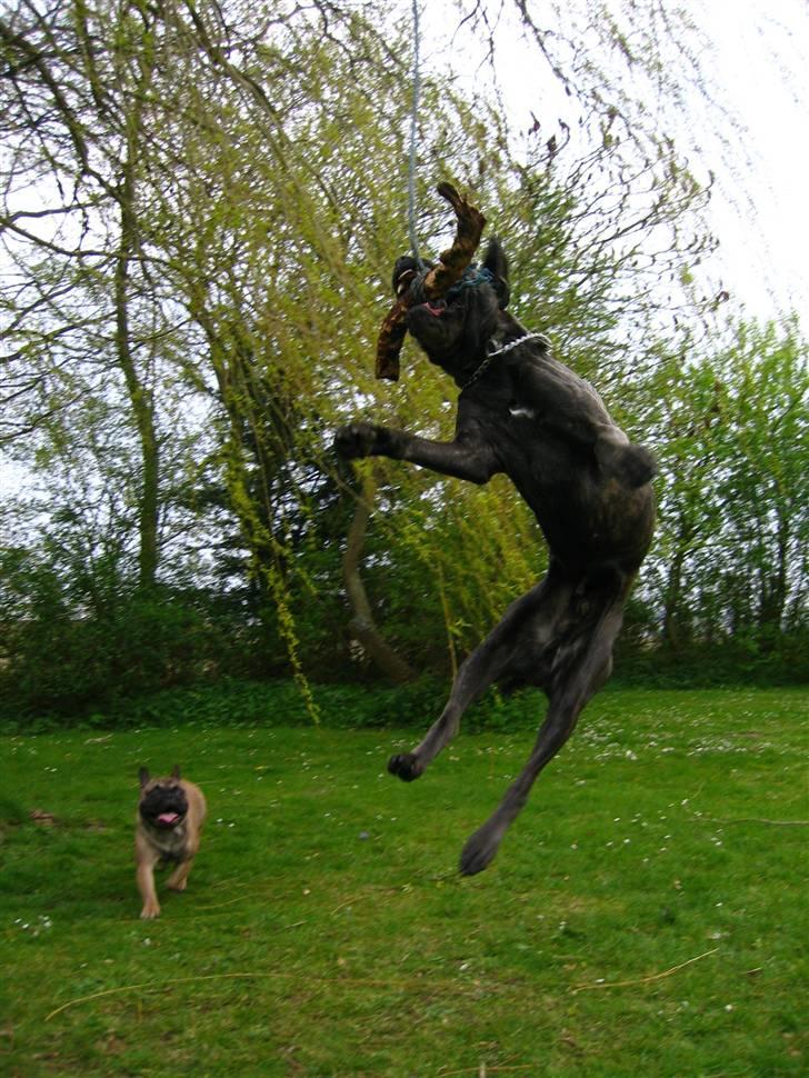 Cane corso  - DIABLO - R.I.P - højt hva?? billede 11