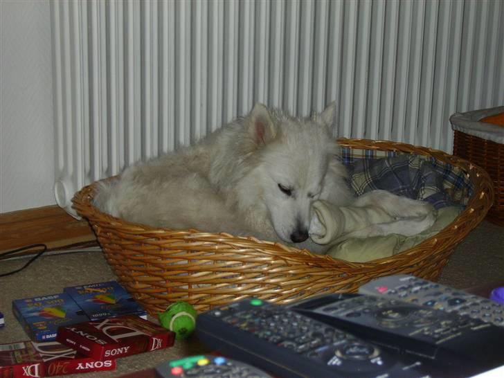 Dansk Spids Mickey "død" - eller bare spise et lille ben...nam nam billede 10