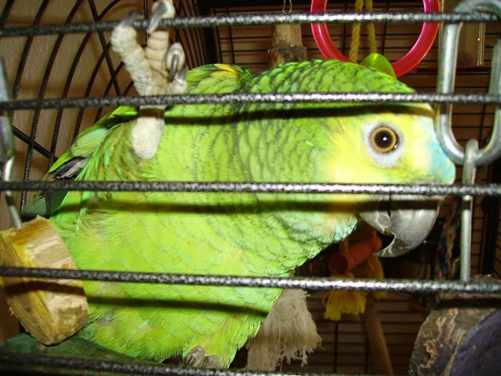 Dansk Spids Mickey "død" - gå væk petra, mit galleri.."mor og fars lammende papegøje" billede 11