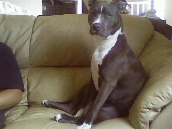 Amerikansk staffordshire terrier Stella billede 16