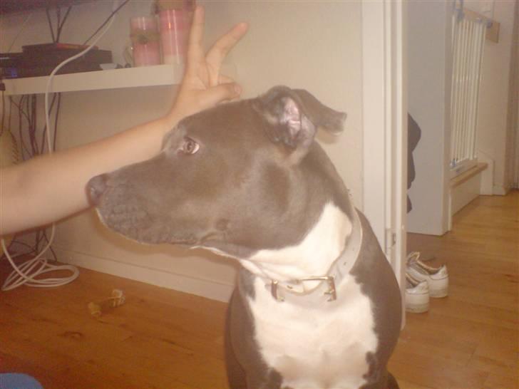 Amerikansk staffordshire terrier Stella billede 18