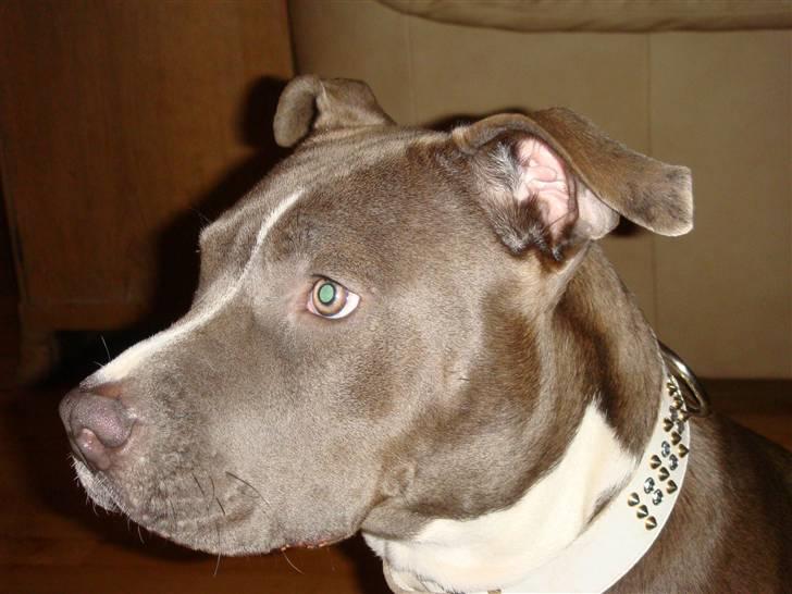 Amerikansk staffordshire terrier Stella billede 19