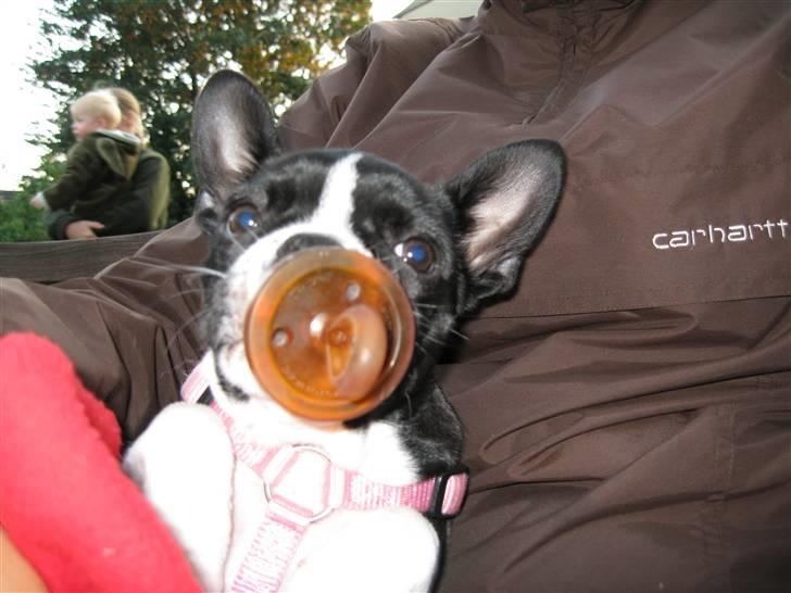 Boston terrier Emma Von H.M. billede 7