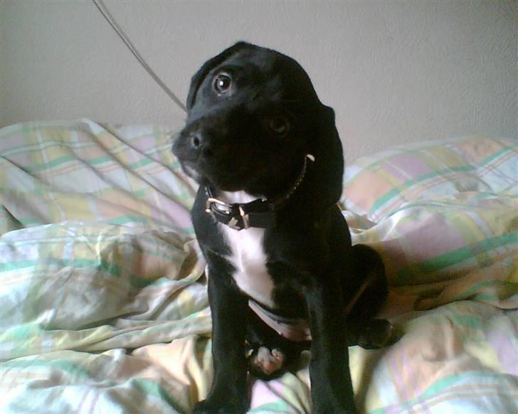 Blanding af racer blackie<3 billede 1