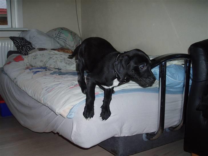 Blanding af racer blackie<3 billede 2