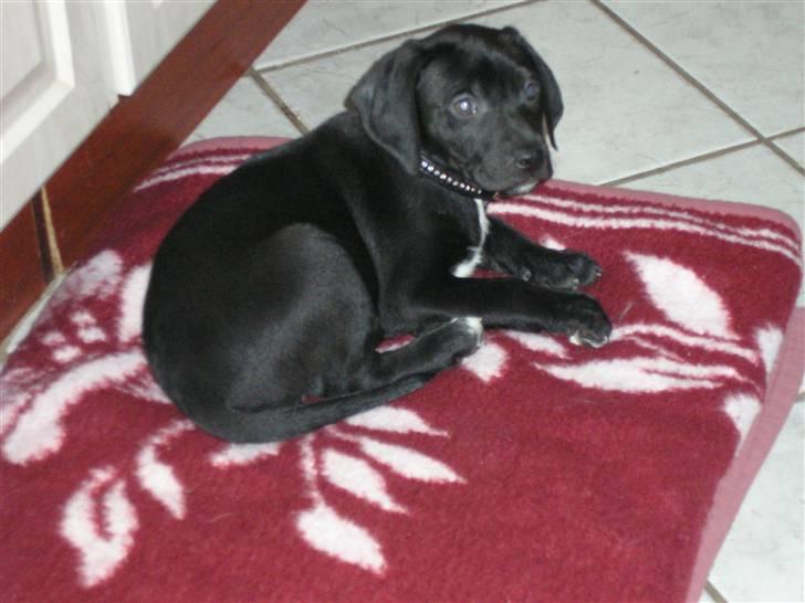 Blanding af racer blackie<3 billede 3