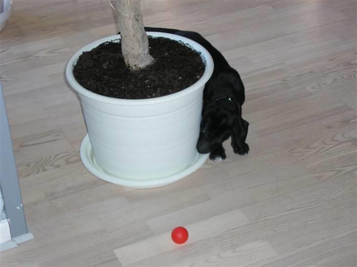 Blanding af racer blackie<3 billede 4