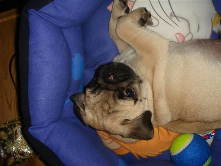 Mops Cosmo billede 3