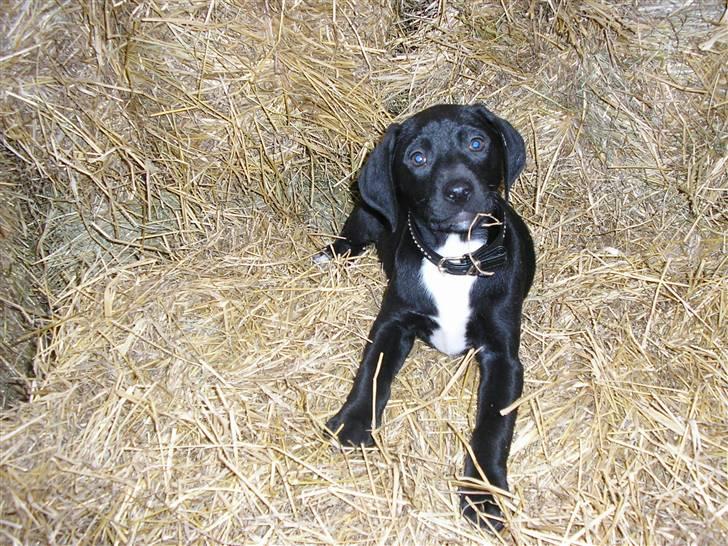 Blanding af racer blackie<3 billede 5