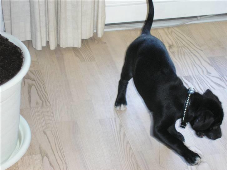 Blanding af racer blackie<3 billede 6