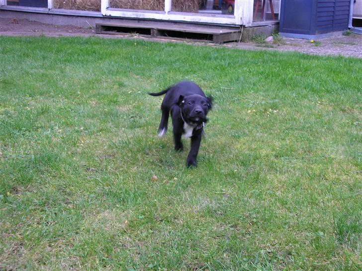 Blanding af racer blackie<3 billede 7