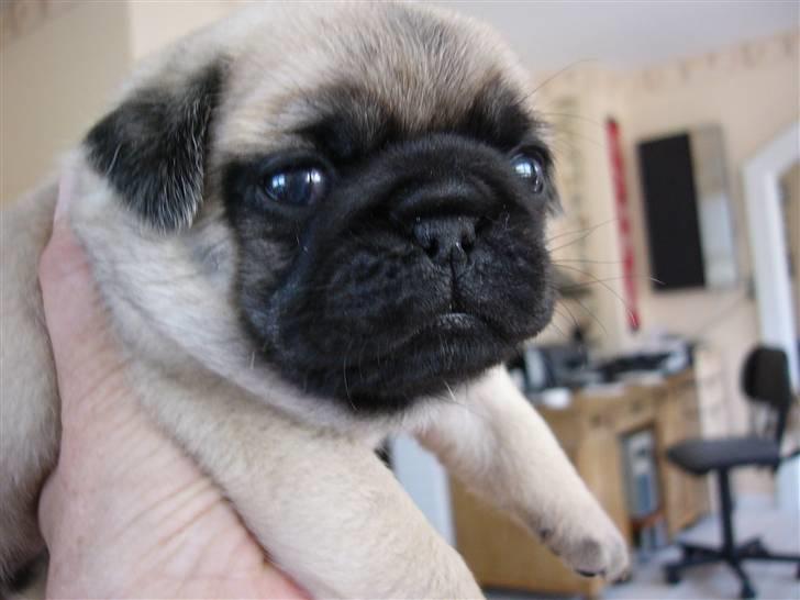 Mops Cosmo - Comso ca. en måned gammel. billede 4