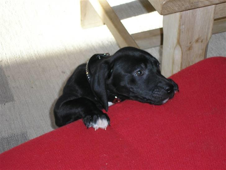 Blanding af racer blackie<3 billede 8