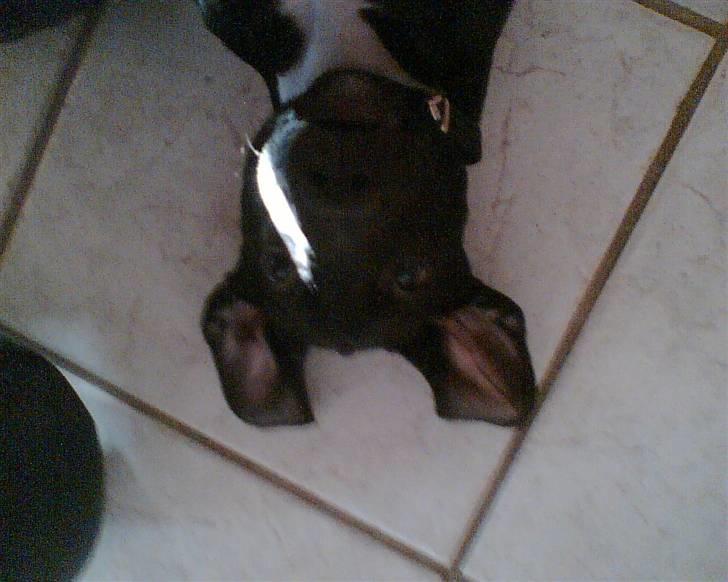 Blanding af racer blackie<3 billede 9