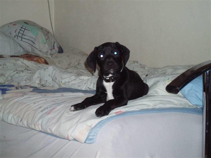 Blanding af racer blackie<3 billede 11